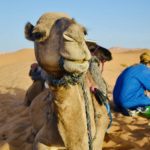 escursione nel deserto da marrakech