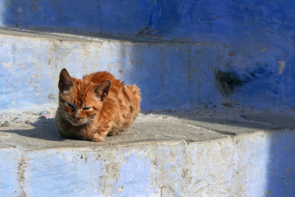 gatti marocco