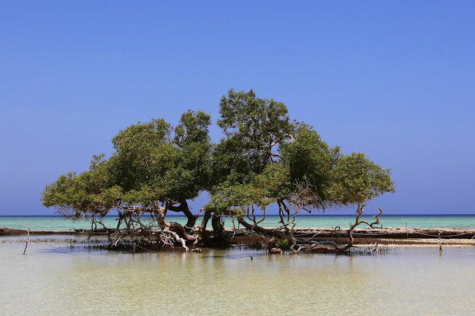 spiagge marsa alam mangroove beach