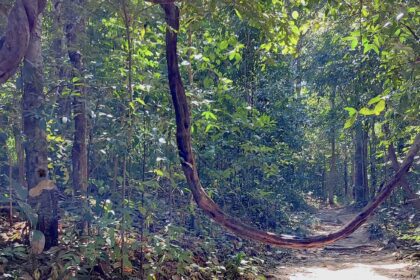 monk's trail a chiang mai