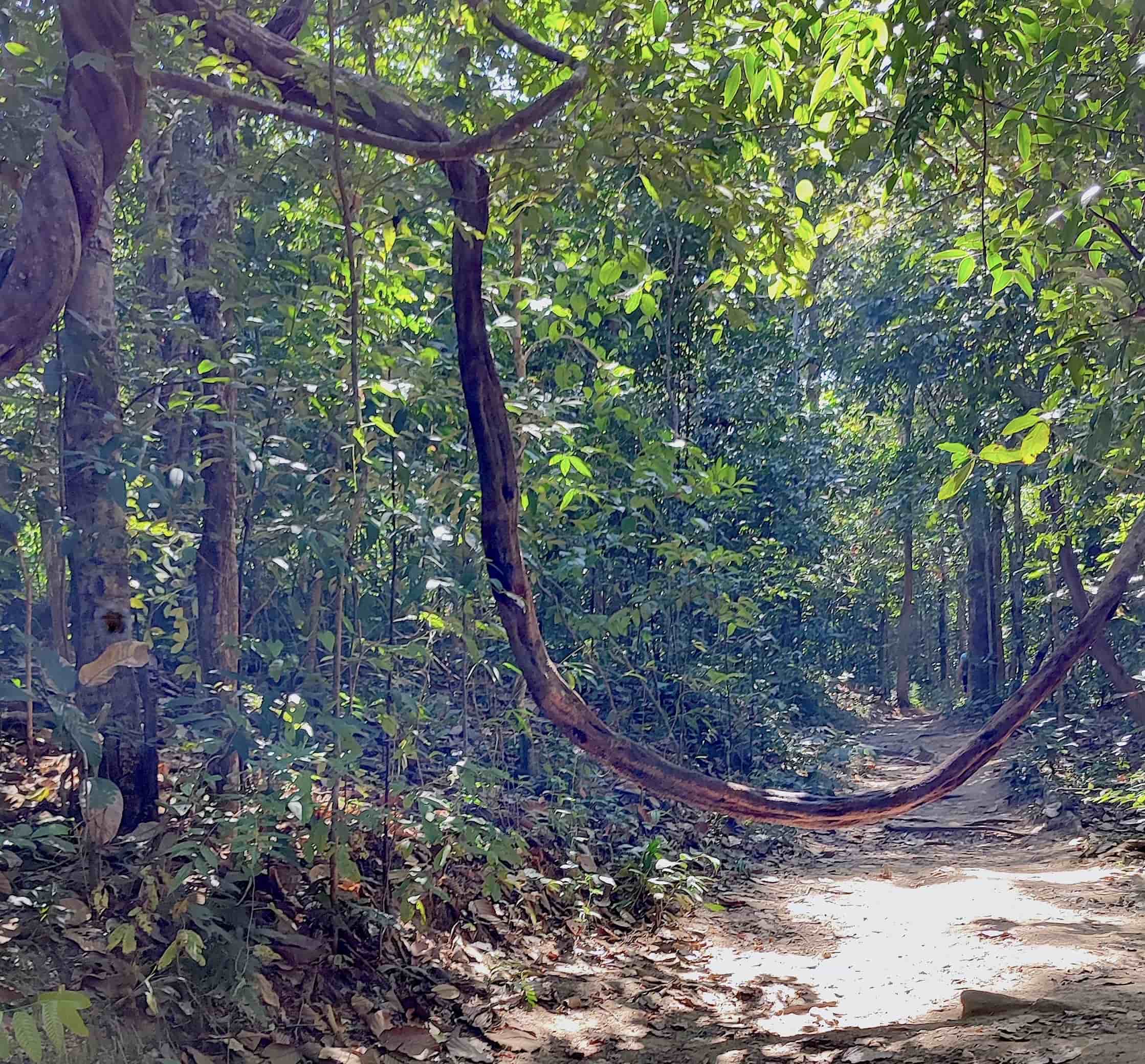 monk's trail a chiang mai