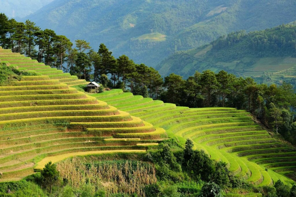 viaggio in vietnam fai da te risaie